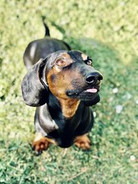 Close-up of dog looking away on field