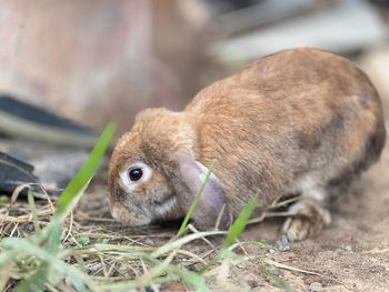 Close-up of rabbit