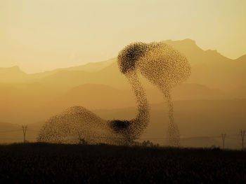 Scenic view of birds against sky during sunset