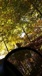 Low angle view of trees