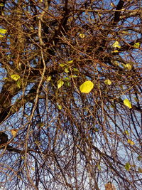 Low angle view of tree against sky