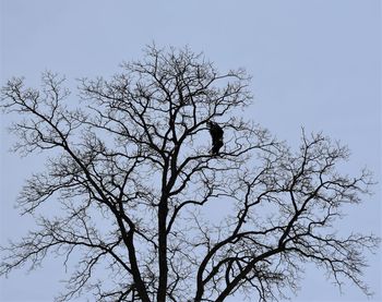 Low angle view of bare tree