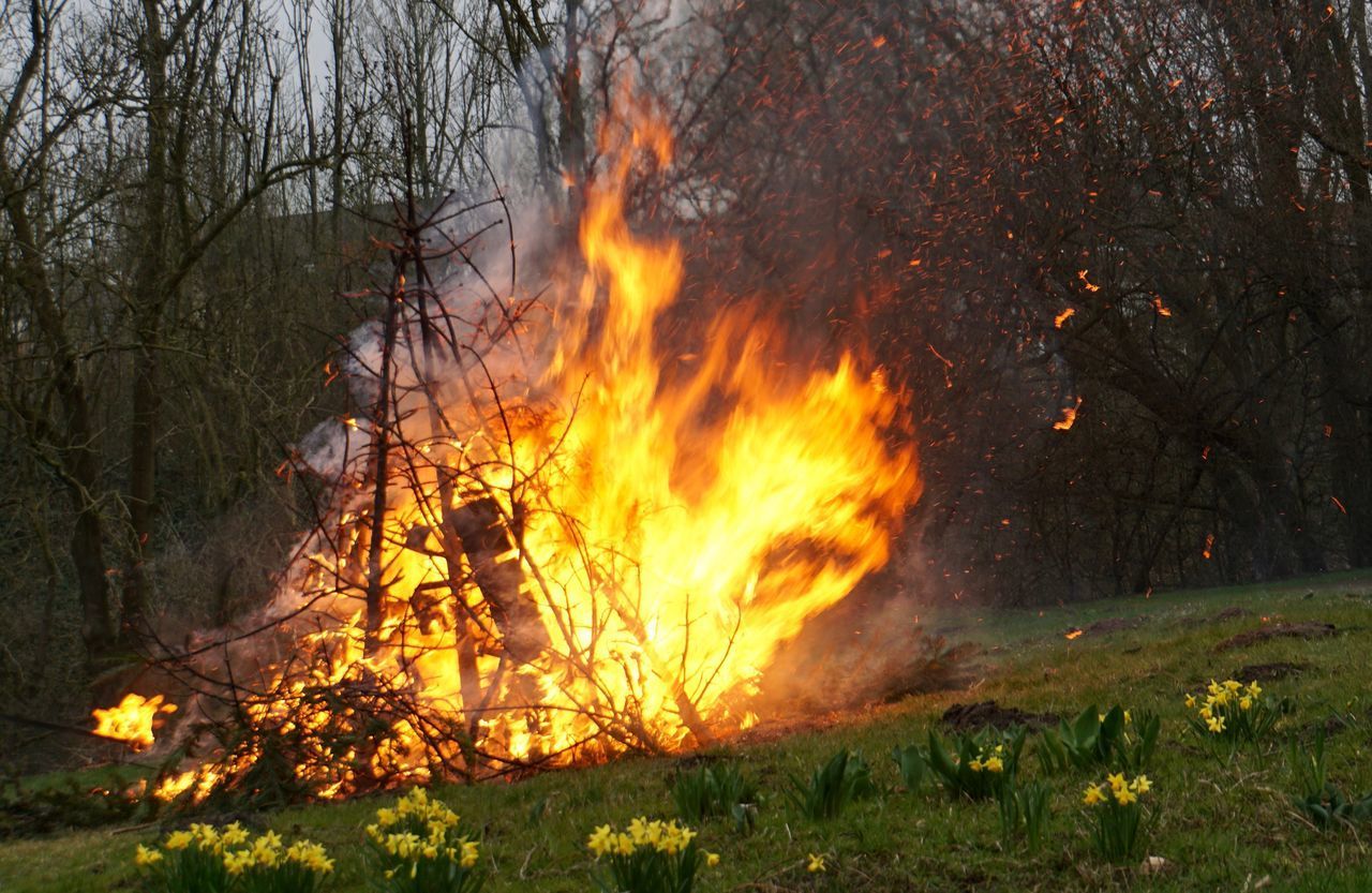 VIEW OF FIRE AND TREES AT NIGHT