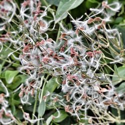 Close-up of flowers