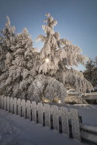 Snow covered plants against sky