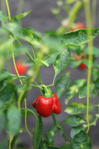 Close-up of red berries growing on plant