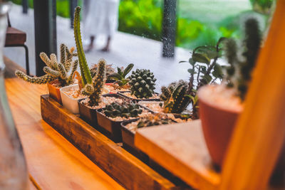 Close-up of potted plants on window