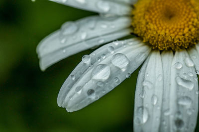 Close-up of water drops on flower