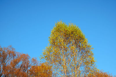 Low angle view of autumn trees against clear blue sky