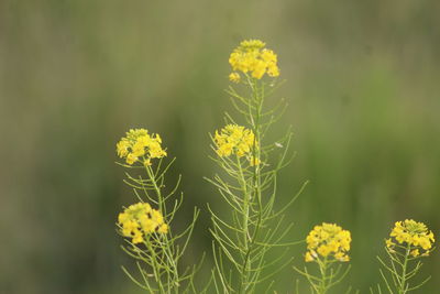 Close-up of yellow flowering plant on field