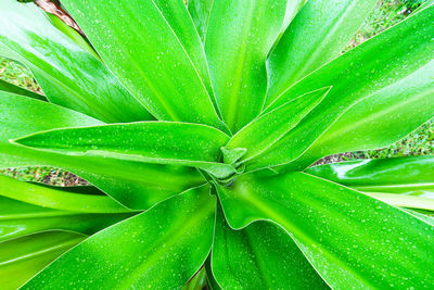 Full frame shot of wet leaves