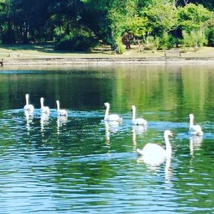 Ducks swimming in lake