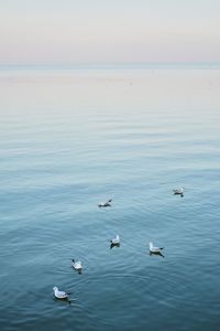 High angle view of seagulls swimming in sea against sky