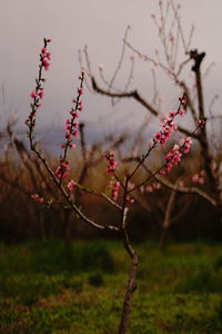 Close-up of pink cherry blossoms on field