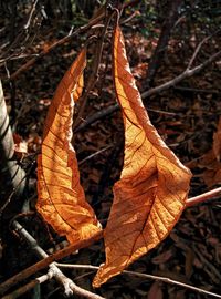 Close-up of butterfly hanging on leaf