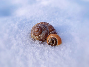 Close-up of snail