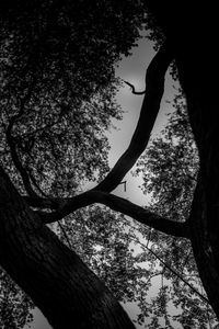 Low angle view of silhouette tree against sky