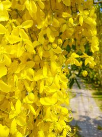 Close-up of yellow flower