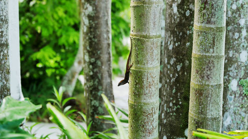 Close-up of a lizard on tree trunk