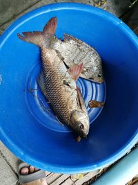 High angle view of fish in container