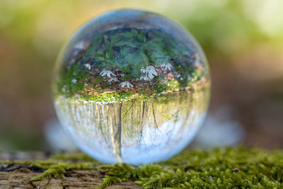 Close-up of moss growing on field