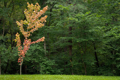 Scenic view of flowering trees in forest