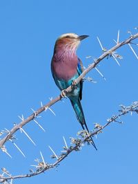 bird