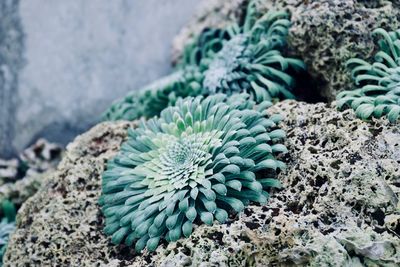 High angle view of coral in sea