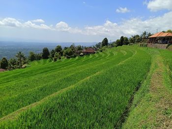 Scenic view of agricultural field against sky