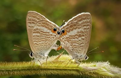 Close-up of butterfly perching on flower