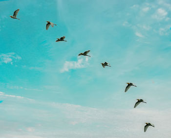 Low angle view of birds flying in sky