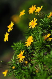 Close-up of yellow flowering plant