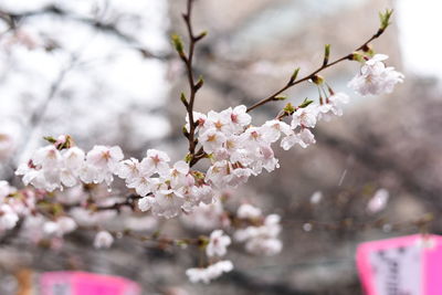 Low angle view of apple blossoms in spring