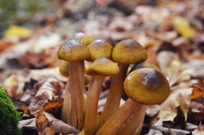 Close-up of mushrooms growing on field