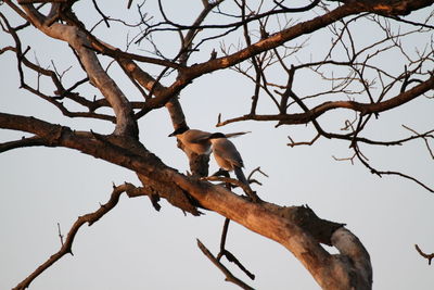 Low angle view of bird perching on tree