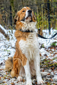 Dog looking away on field