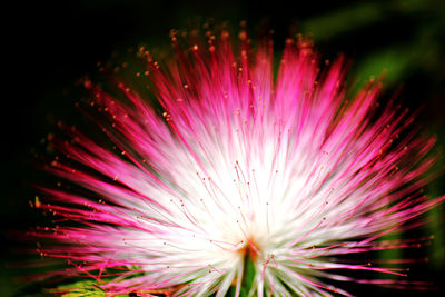 Close-up view of pink flower