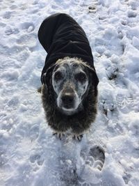 High angle portrait of dog standing on snow field