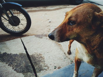 Close-up of dog