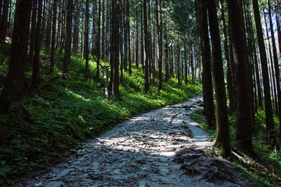 Dirt road amidst trees in forest