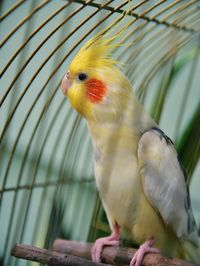 Close-up of parrot in cage