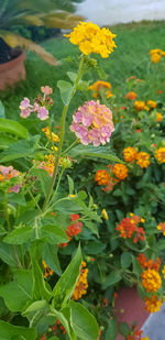 Close-up of flowering plant