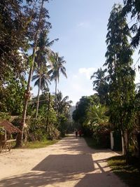 Empty road along trees