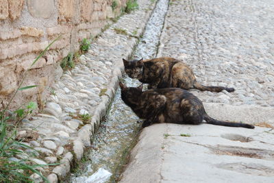 View of cat looking at each other while sitting on narrow flowing water