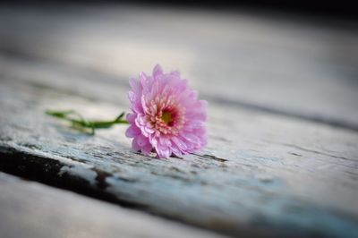 Close-up of flower on wood