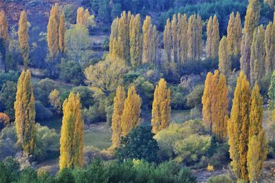 Pine trees in forest during autumn