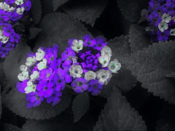 Close-up of purple flowers