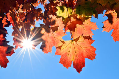 Low angle view of maple tree against bright sun