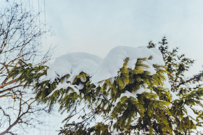 Low angle view of tree against sky during winter