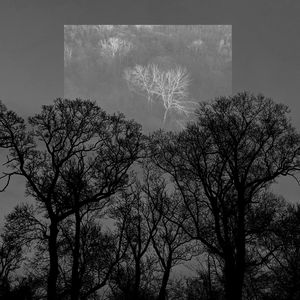 Low angle view of silhouette bare trees against sky